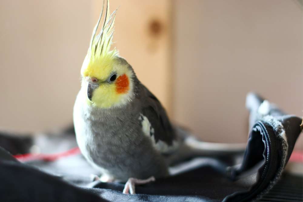 Cockatiel Care 101: How To Keep Your Feathered Friend Thriving – Pet Newb