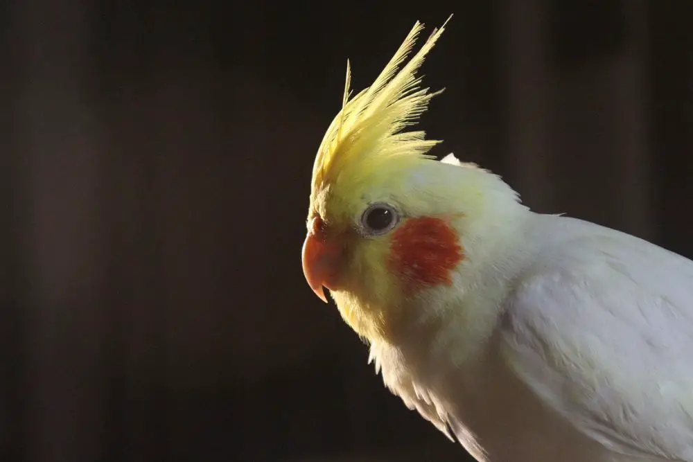 cockatiel a parrot