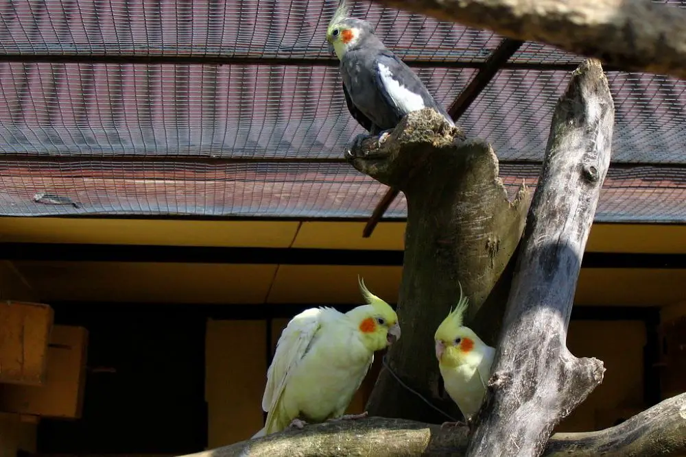 cockatiel