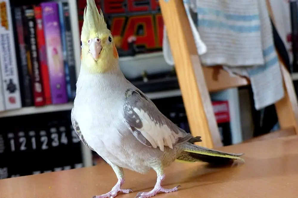 cockatiels austrailia