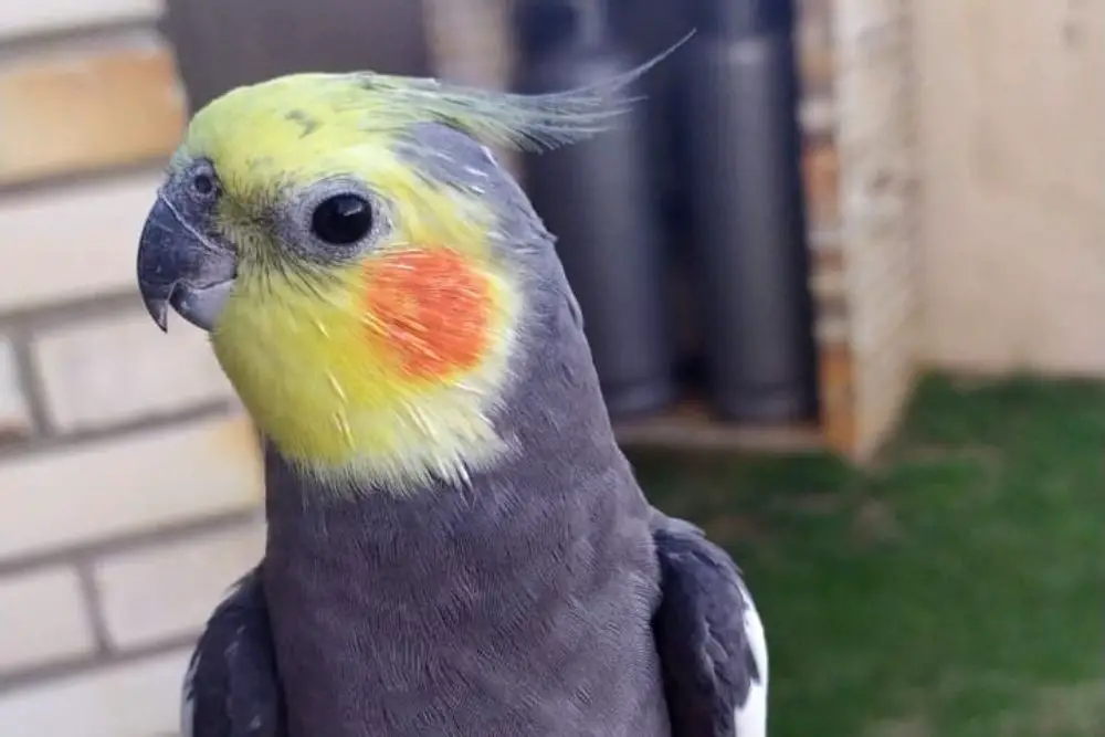 Cockatiels bird