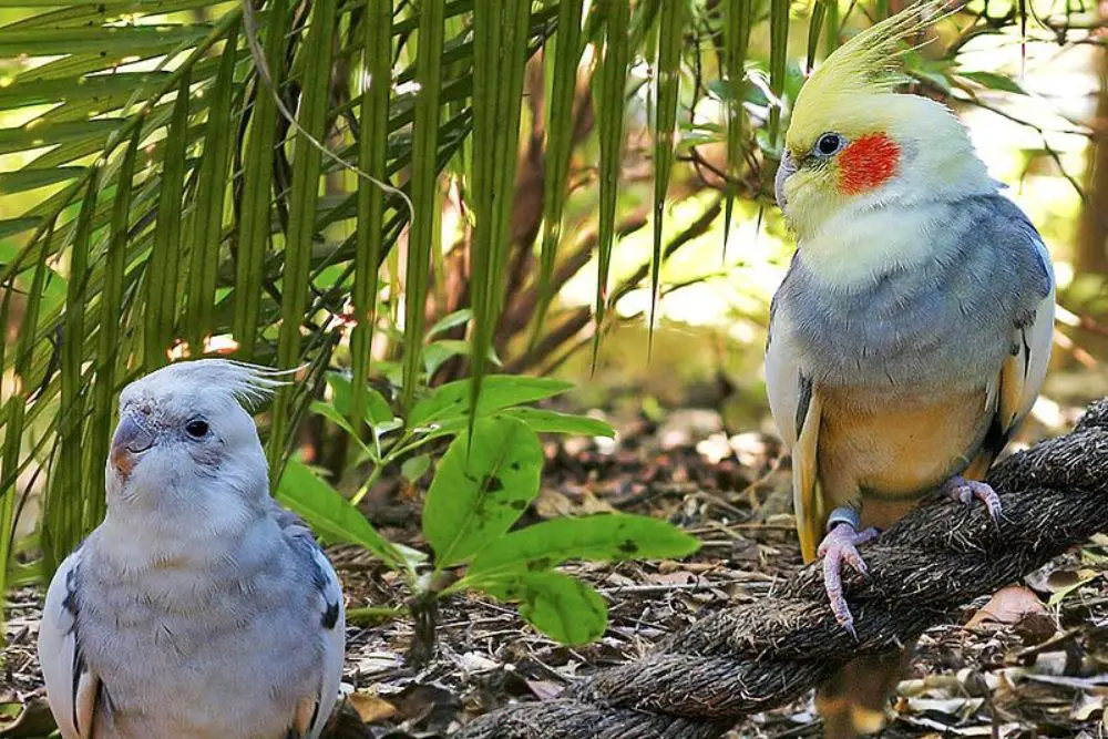 cockatiels size