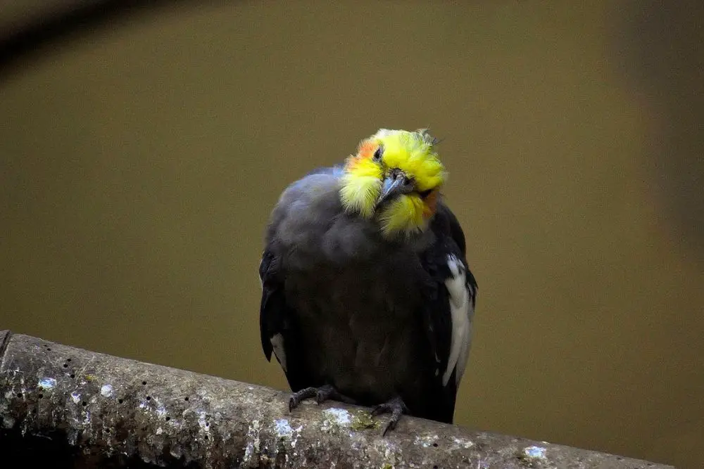 is cockatiel a parrot