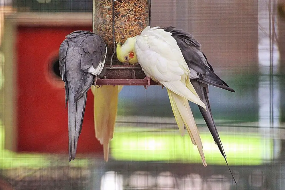 ninfa bird