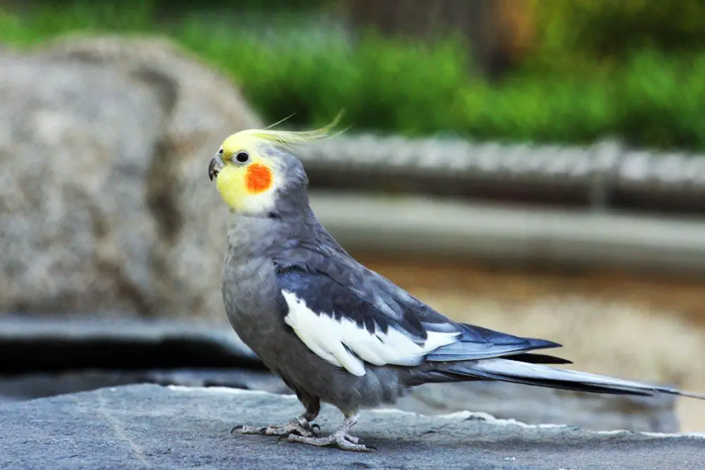 where are cockatiels from