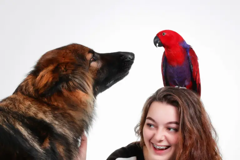 parrots and dogs