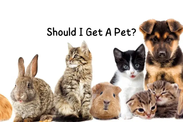 Should I Get A Pet? The Ultimate Guide To Making The Right Decision Pet Newb