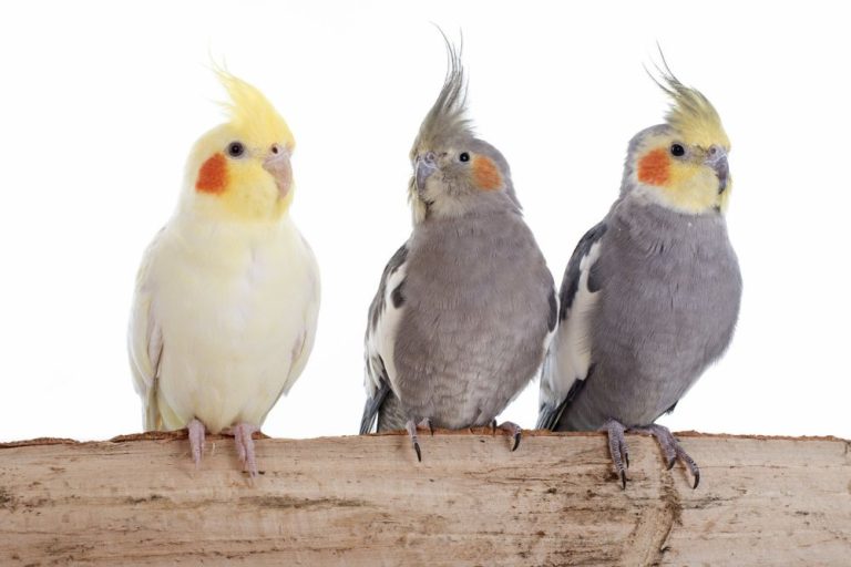 cockatiel bird