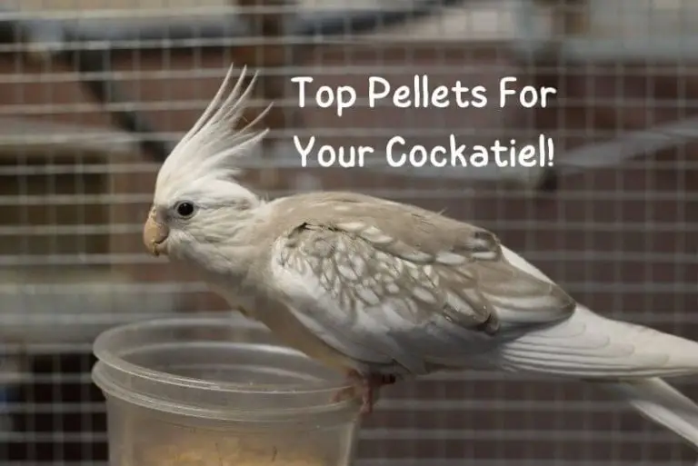 top cockatiel pellets