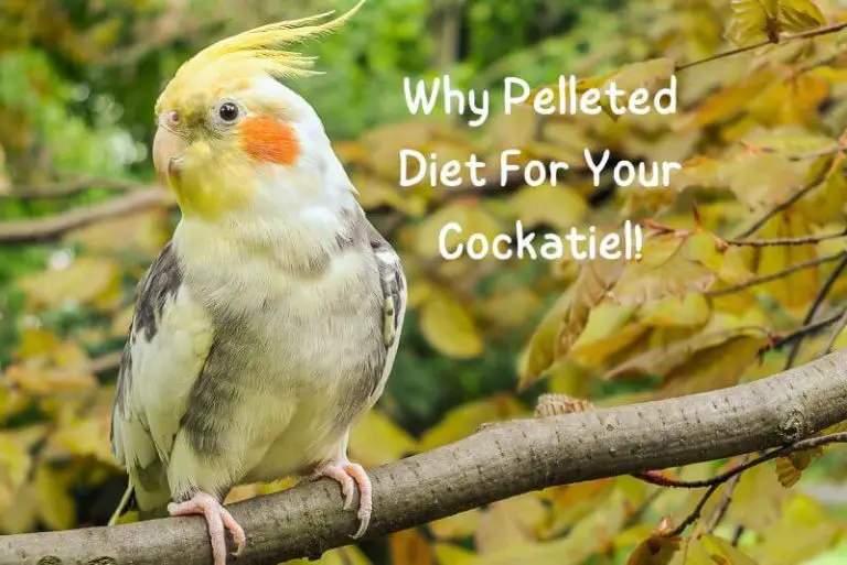 Why Pelleted Diet Cockatiels