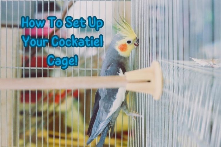 how to set up your cockatiel page