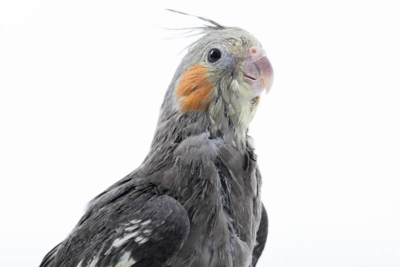 Cockatiel Molting seasons