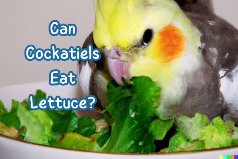 Can Cockatiels Eat Lettuce