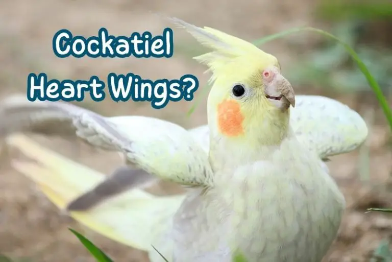 Cockatiel Heart Wings: What It Means