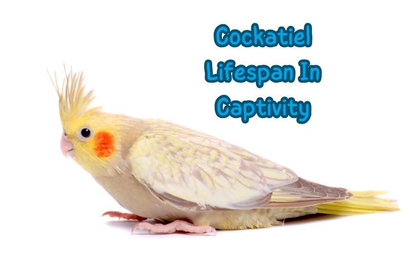 Cockatiel Lifespan In Captivity