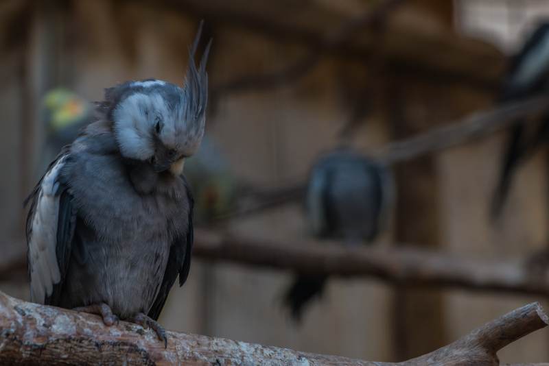 cockatiel molting process