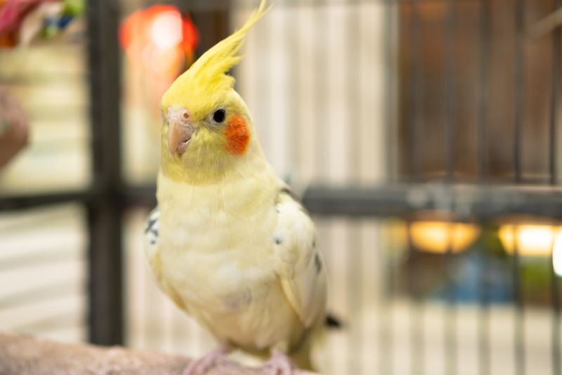 Cockatiel Care 101: How To Keep Your Feathered Friend Thriving – Pet Newb