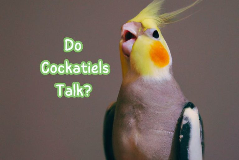 Can cockatiels talk and do they talk well