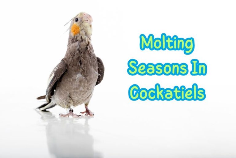 Molting season in cockatiels