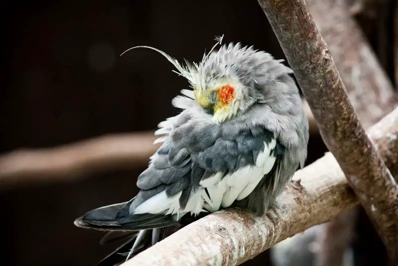 when cockatiels molt